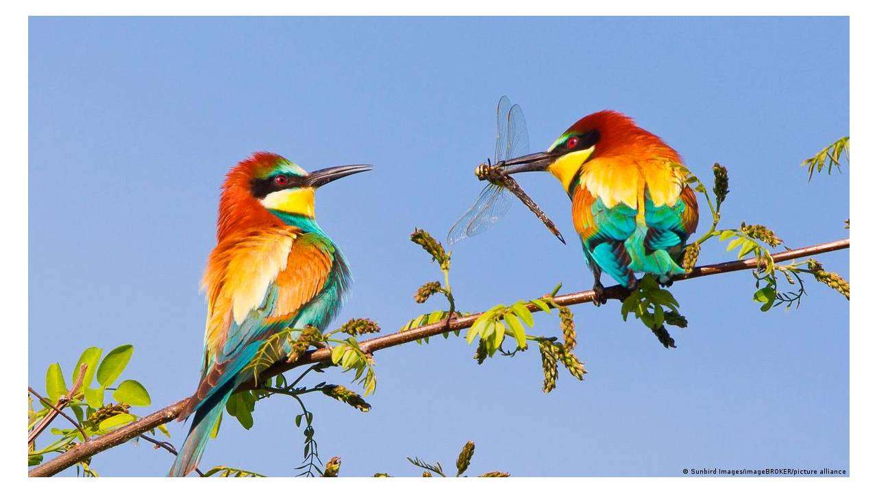 أصوات الطبيعة سلاح سري ضد التوتر