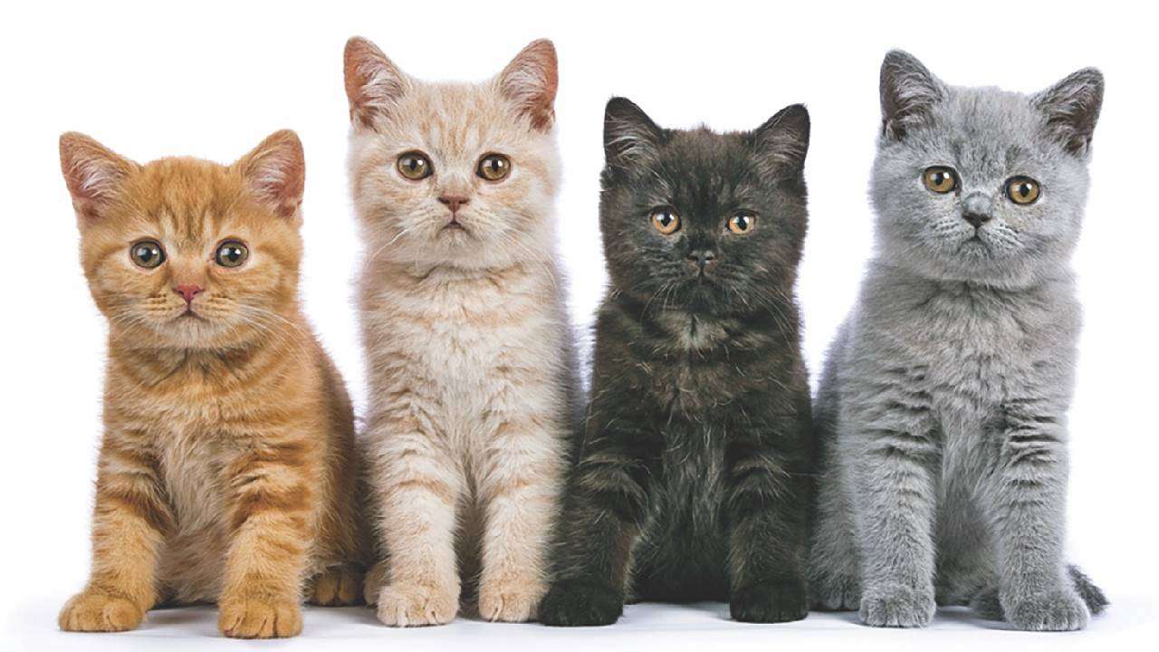 ماذا يحدث للقطط حين يغيب أصحابها؟ دراسة مثيرة تكشف الأمر